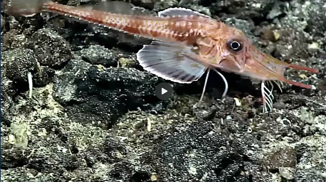 Bizarre fish has sensory “legs” it uses for walking and tasting